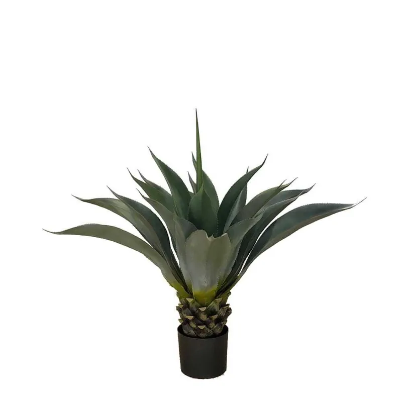 Horká Nabídka Hrnková rostlina -AGAVE PALMERI GD4051